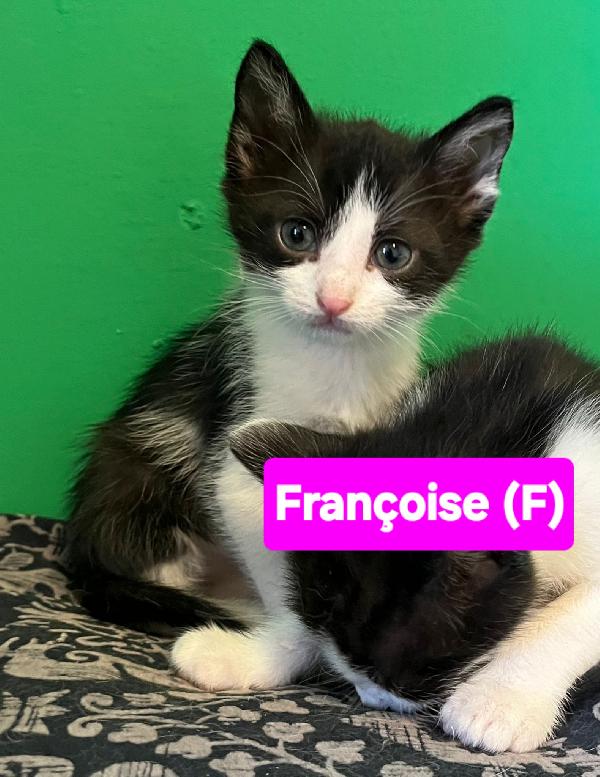 Angioletti in adozione Foto 4